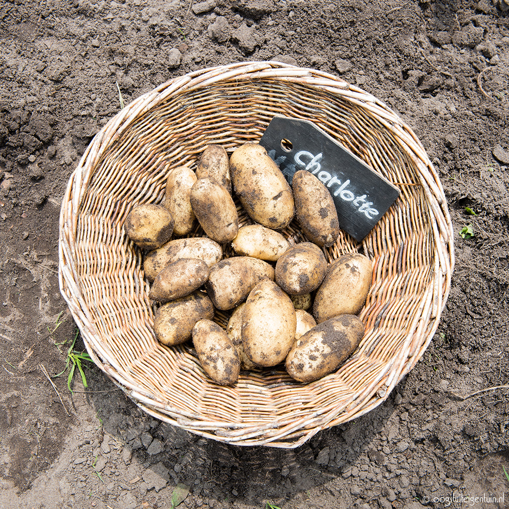 alleen Uitputting Orkaan Nieuwe oogst: Charlotte en Violetta aardappels! - Oogst uit eigen tuin