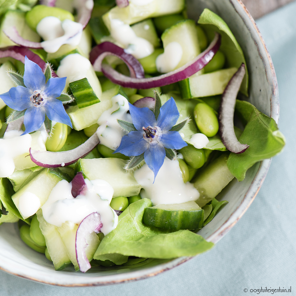 Groene salade met komkommer en tuinkruiden